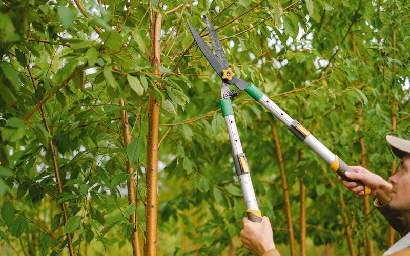 Tree trimming in Miami, WV